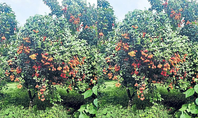 Beluvai: ರಂಬುಟಾನ್‌ಗೆ ವರವಾದ ಮಳೆ ಕೊರತೆ!