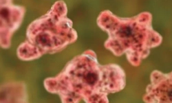 Amoebic infection suspected in 18-year-old youth from Kasaragod