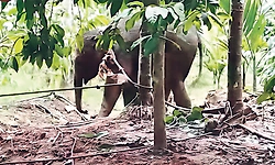 ಕುಶಾಲನಗರ: ತಪ್ಪಿಸಿಕೊಂಡ ಮರಿಯಾನೆಗಾಗಿ ಶೋಧ