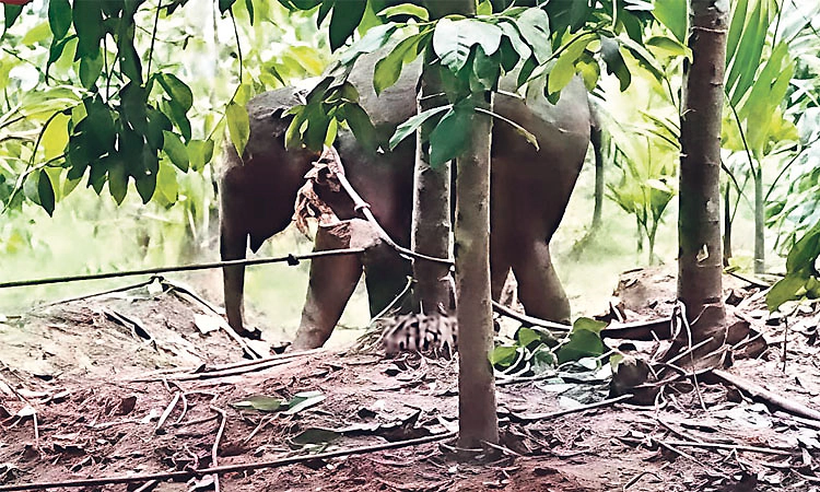 ಕುಶಾಲನಗರ: ತಪ್ಪಿಸಿಕೊಂಡ ಮರಿಯಾನೆಗಾಗಿ ಶೋಧ