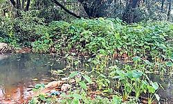 Mulki: ನನಸಾಗದ ಯುಜಿಡಿ ಕನಸು