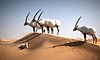 Dubai Safari Park: ದುಬಾೖ ಸಫಾರಿ ಪಾರ್ಕ್‌ ವನ್ಯಜೀವಿಗಳ ಅದ್ಭುತ ಲೋಕ