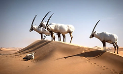 Dubai Safari Park: ದುಬಾೖ ಸಫಾರಿ ಪಾರ್ಕ್‌ ವನ್ಯಜೀವಿಗಳ ಅದ್ಭುತ ಲೋಕ