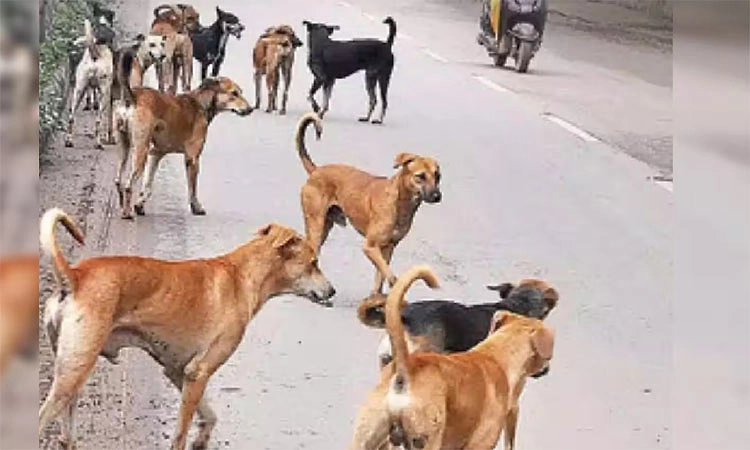 ಕಾಸರಗೋಡು: ಬೀದಿ ನಾಯಿ ಸಾಯಿಸಲು ಮಾರ್ಗಸೂಚಿ: ನಾಲ್ಕು ವರ್ಗದ ನಾಯಿಗಳಿಗೆ  ನಿಯಮ ಅನ್ವಯ