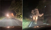Bandipur: Truck driver attempts to run over wild elephant, sparks public outrage