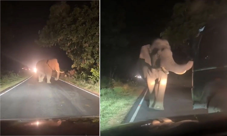 Bandipur: Truck driver attempts to run over wild elephant, sparks public outrage
