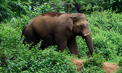 ಪುದುವೆಟ್ಟು: ಕಾಡಾನೆ ಸಂಚಾರ; ಗ್ರಾಮಸ್ಥರಲ್ಲಿ ಆತಂಕ