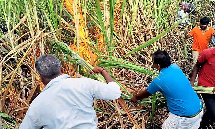 Kulageri cross: ಶಾರ್ಟ್ ಸರ್ಕ್ಯೂಟ್‌, ಕಬ್ಬಿಗೆ ಬೆಂಕಿ; ಬೆಂಕಿ ನಂದಿಸಲು ಯುವ ರೈತರ ಹರಸಾಹಸ