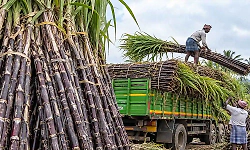 Sugarcane support price: Central committee to meet stakeholders in Bengaluru today