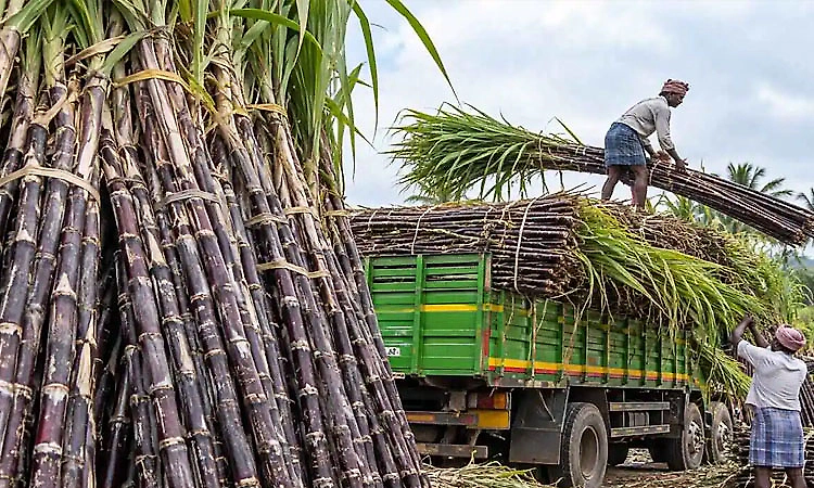 Sugarcane support price: Central committee to meet stakeholders in Bengaluru today