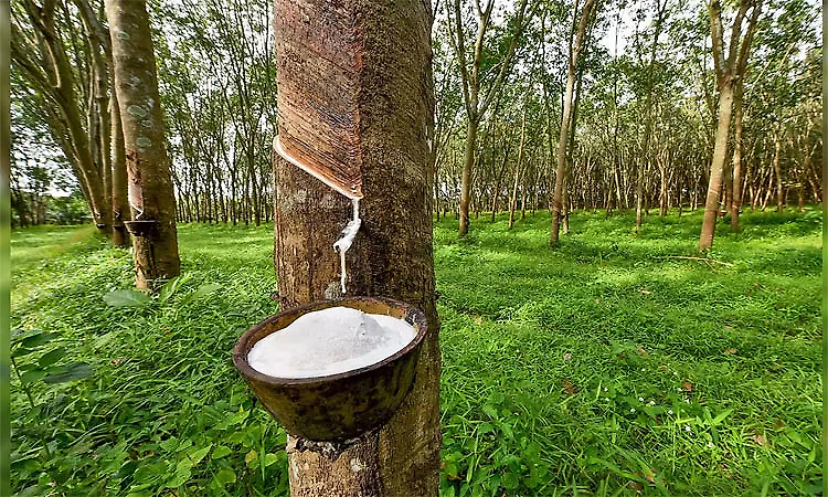 Rubber prices cross Rs 300 per kg, raising hopes among growers