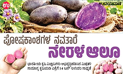  Purple Potato: ಪೋಷಕಾಂಶಗಳ ನವತಾರೆ - ನೇರಳೆ ಆಲೂ