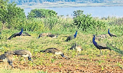 ಕಾಕೋಳು ಕೆರೆಯಲ್ಲಿ 15 ದಿನಗಳಲ್ಲಿ 4-5 ನವಿಲು ಶವ ಪತ್ತೆ