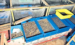 ಹಸಿ ಕಸವನ್ನು ಗೊಬ್ಬರವಾಗಿಸುವ ಬಂಗಾರದ ಹುಳ