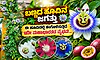 ಈ ಹೂವಿನಲ್ಲಿ ಕಂಗೊಳಿಸುತ್ತಿದೆ ಇಡೀ ಮಹಾಭಾರತದ ವೈಭವ!...