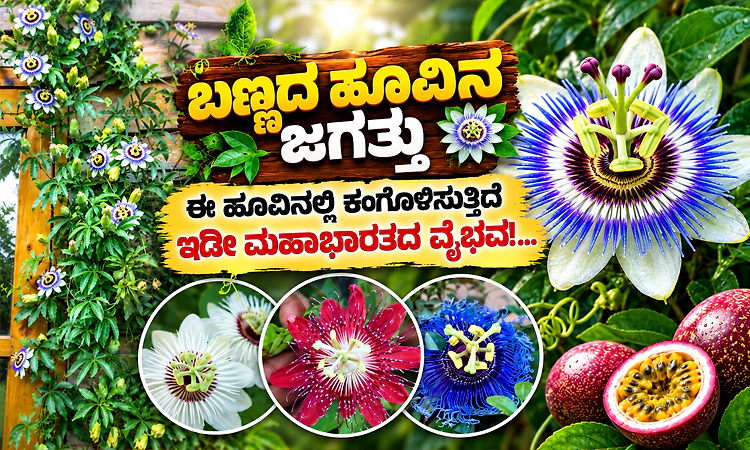 ಈ ಹೂವಿನಲ್ಲಿ ಕಂಗೊಳಿಸುತ್ತಿದೆ ಇಡೀ ಮಹಾಭಾರತದ ವೈಭವ!...