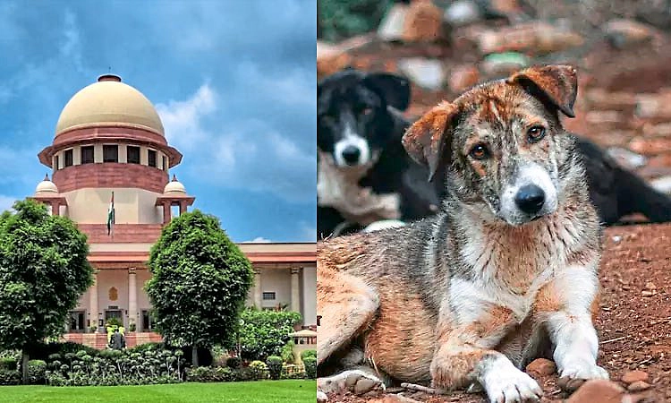 ಹೆದ್ದಾರಿಯಲ್ಲಿ ಬೀದಿನಾಯಿಗಳಿಗೆ ಆಶ್ರಯ ತಾಣ ನಿರ್ಮಿಸಿ: ಪ್ರಾಧಿಕಾರಕ್ಕೆ ಸುಪ್ರೀಂ