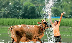 Kannada Movie: ಕಂಟೆಂಟ್‌ ನಂಬಿದ ವಲವಾರ; ಹಸು ಇಲ್ಲಿ ಪ್ರಮುಖ ಪಾತ್ರ