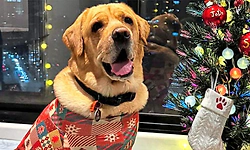 ವಿದೇಶಕ್ಕೆ ಸಾಕುನಾಯಿ ಒಯ್ಯಲು 15 ಲಕ್ಷ ವ್ಯಯಿಸಿದ ದಂಪತಿ!