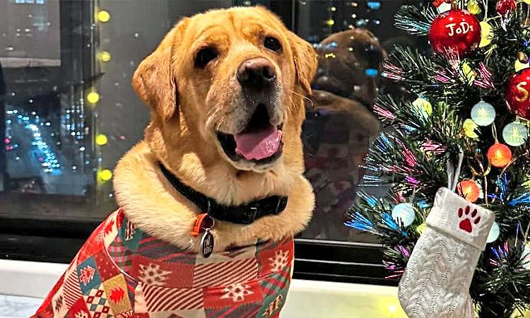 ವಿದೇಶಕ್ಕೆ ಸಾಕುನಾಯಿ ಒಯ್ಯಲು 15 ಲಕ್ಷ ವ್ಯಯಿಸಿದ ದಂಪತಿ!