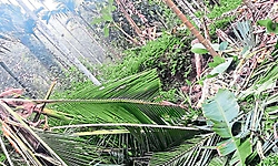 ಗೂನಡ್ಕ: ಕೃಷಿ ತೋಟಕ್ಕೆ ಆನೆಗಳ ದಾಳಿ; ಕೃಷಿ ನಾಶ