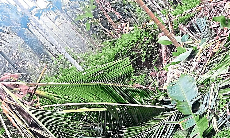 ಗೂನಡ್ಕ: ಕೃಷಿ ತೋಟಕ್ಕೆ ಆನೆಗಳ ದಾಳಿ; ಕೃಷಿ ನಾಶ