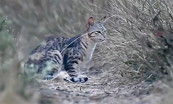  Hybrid Wildcat: ರೋಣ ಅರಣ್ಯ ವಲಯದಲ್ಲಿ ಹೈಬ್ರೀಡ್‌ ಕಾಡುಬೆಕ್ಕು ಪತ್ತೆ