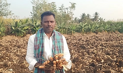 ಕೋಳಿ, ಕುರಿ ಗೊಬ್ಬರ ಬಳಕೆ: ಒಂದೂವರೆ ಎಕರೆಯಲ್ಲಿ 65 ಕ್ವಿಂಟಲ್‌ ಅರಿಷಿಣ ಬೆಳೆದ ಭೀಮಸಿ