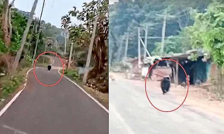 Bear runs for 2 km on state highway in Chikkamagaluru