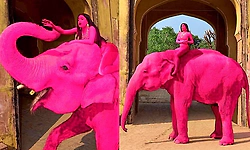 Controversy breaks out after elephant painted pink for photoshoot in Rajasthan 