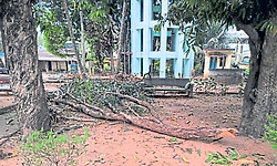 ಗಾಂಧಿ ಪಾರ್ಕಿನಲ್ಲಿ ಅಪಾಯಕಾರಿ ಒಣಗಿದ ಕೊಂಬೆಗಳು