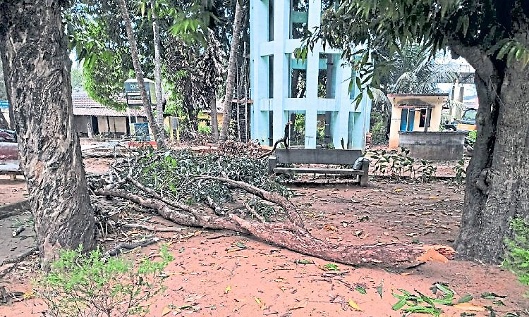 ಗಾಂಧಿ ಪಾರ್ಕಿನಲ್ಲಿ ಅಪಾಯಕಾರಿ ಒಣಗಿದ ಕೊಂಬೆಗಳು