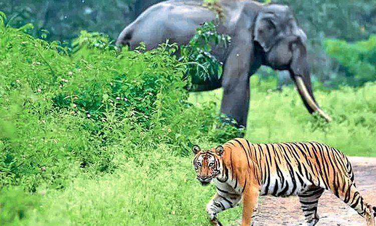 ವನ್ಯಜೀವಿ ದಾಳಿ: ಕೇರಳದಲ್ಲಿ ಕಾಸರಗೋಡು ಪ್ರಥಮ; 595 ಅರ್ಜಿ ಇತ್ಯರ್ಥ