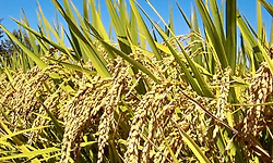 ಭತ್ತ ಬಿತ್ತನೆ ಪ್ರದೇಶ ಹೆಚ್ಚಲಿ, ಹಡಿಲು ಭೂಮಿಗೆ ಸಿಗಲಿ ಆದ್ಯತೆ