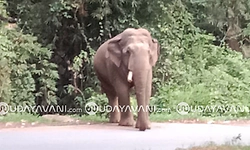 Belthangady: ಚಾರ್ಮಾಡಿ ಘಾಟ್‌ನಲ್ಲಿ ಕಾಡಾನೆ ಸಂಚಾರ