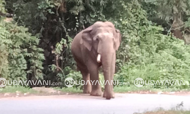 Belthangady: ಚಾರ್ಮಾಡಿ ಘಾಟ್‌ನಲ್ಲಿ ಕಾಡಾನೆ ಸಂಚಾರ