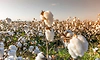 Govt exempts import duty on cotton till Oct 30