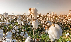 Govt exempts import duty on cotton till Oct 30
