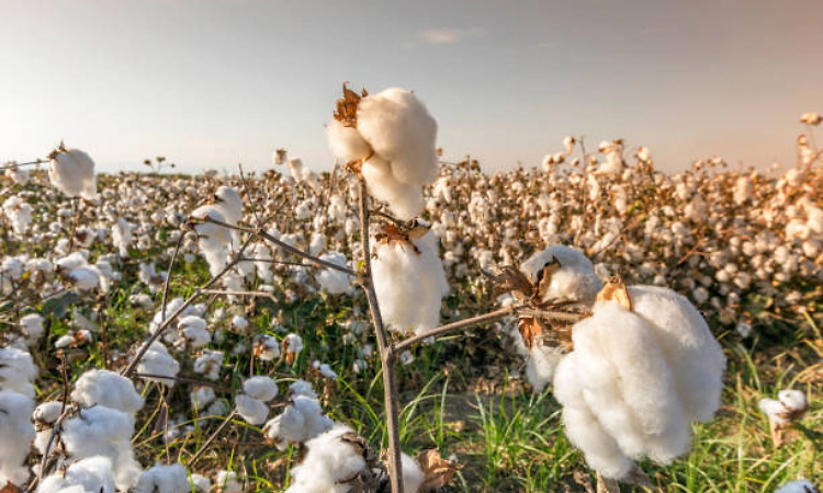 Govt exempts import duty on cotton till Oct 30