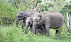 Uttarakhand:ಕಾಡಾನೆಗಳೊಂದಿಗೆ ಪರಾರಿಯಾದ ಕರ್ನಾಟಕದ ಹೆಣ್ಣಾನೆಗಳು!