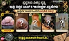 ವಿಚಿತ್ರ ಸೃಷ್ಟಿ: ವಿಶ್ವದ ಟಾಪ್ 5 ಅವಲಕ್ಷಣ ಪ್ರಾಣಿಗಳು; ರೂಪದ ಹಿಂದಿದೆ ಬದುಕಿನ ರಹಸ್ಯ