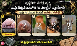 ವಿಚಿತ್ರ ಸೃಷ್ಟಿ: ವಿಶ್ವದ ಟಾಪ್ 5 ಅವಲಕ್ಷಣ ಪ್ರಾಣಿಗಳು; ರೂಪದ ಹಿಂದಿದೆ ಬದುಕಿನ ರಹಸ್ಯ