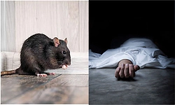 Perla: ರಬ್ಬರ್‌ ಟ್ಯಾಪಿಂಗ್‌ ಕಾರ್ಮಿಕ ಸಾವು; ಇಲಿ ಜ್ವರ ಶಂಕೆ