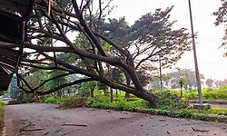 5 killed, 3 hurt as tree falls on e-rickshaw during storm in UP's Firozabad