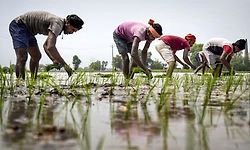Kharif sowing slumps 23 pc amid delayed monsoon; key reservoirs level at 26 pc storage