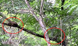 Leopards spotted together on tree in Muthodi Wildlife Sanctuary
