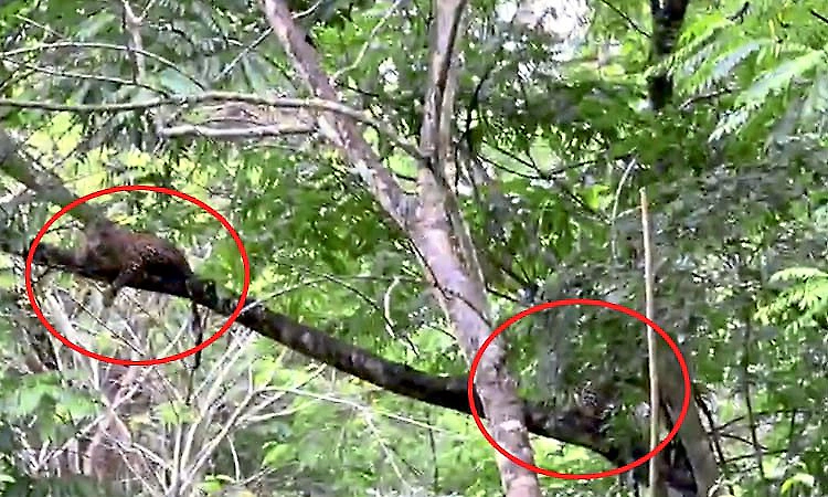 Leopards spotted together on tree in Muthodi Wildlife Sanctuary