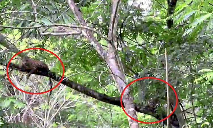 ಮುತ್ತೋಡಿ ಅಭಯಾರಣ್ಯದಲ್ಲಿ ಒಂದೇ ಮರದಲ್ಲಿ ಕಾಣಿಸಿಕೊಂಡ ಎರಡು ಚಿರತೆಗಳು