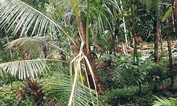 ಉಬರಡ್ಕ ಮಿತ್ತೂರು: ಕಾಡಾನೆಗಳ ದಾಳಿ; ಕೃಷಿ ಹಾನಿ