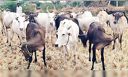 ಬೈಂದೂರಿನಲ್ಲಿ ತೆರೆಯಲಿದೆ ಜಾನುವಾರು ತಳಿ ಸಂರಕ್ಷಣೆ ಕೇಂದ್ರ - 25 ಎಕರೆ ಜಾಗ ಮೀಸಲು